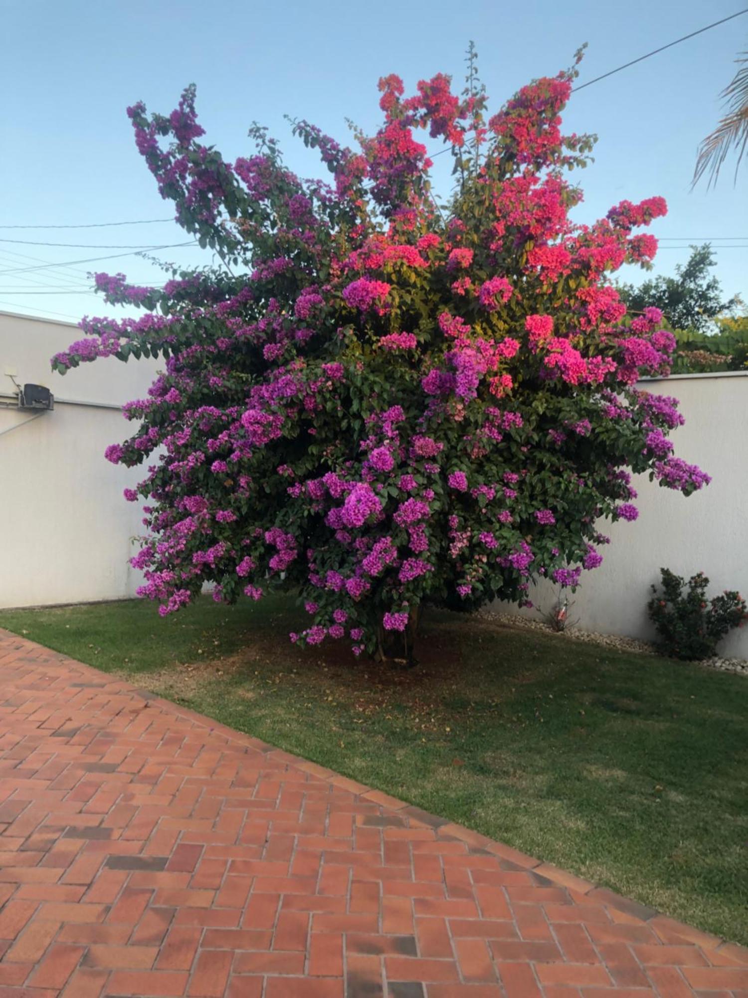 Com Janela O Jardim Homestay