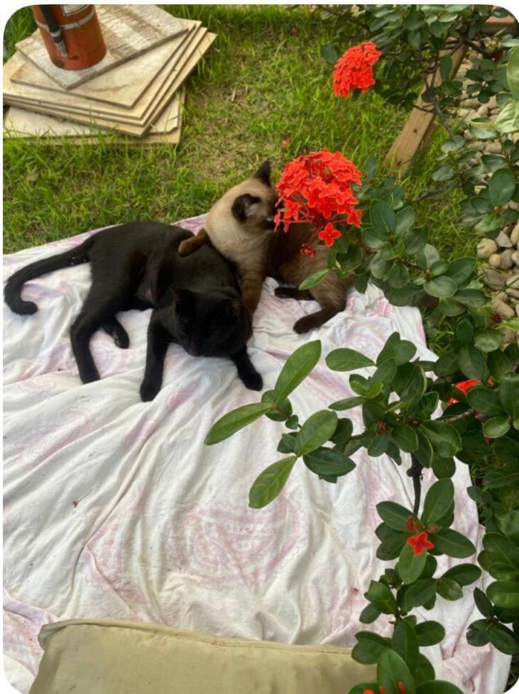 Com Janela O Jardim Homestay Goiania
